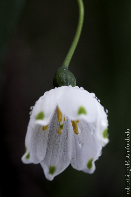 spring snowflake